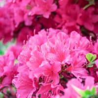 Pink Azaleas