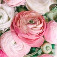 Blush Ranunculus