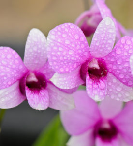 Pink Dendrobium Orchid