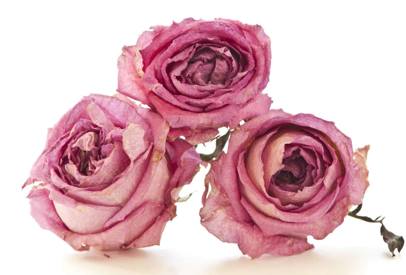 The Best Flowers for Drying and Pressing - Mary Murrays Flowers