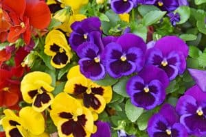 Purple and Yellow Pansies