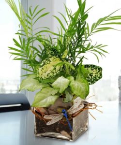 Give thanks with our easy care green garden, fit to make the office more inspirational!