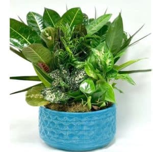 Assorted easy care indoor plants together in a bold ceramic container