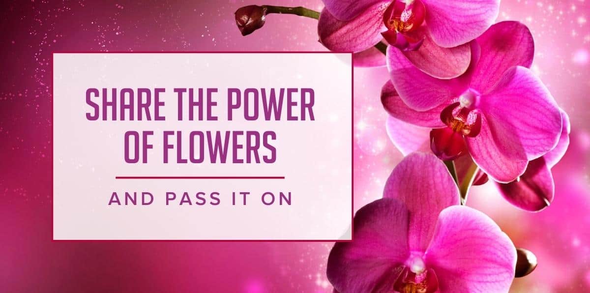 Tips for Sending Your Best Friend Flowers "Just Because" Mary Murrays